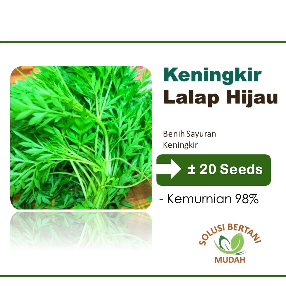 Bibit Sayuran Kenikir Sayur Lalap Unggul