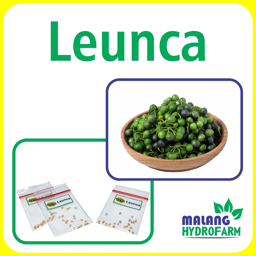 Jual Benih Leunca Unggulan Berkualitas biji bibit repack ranti solanum ...