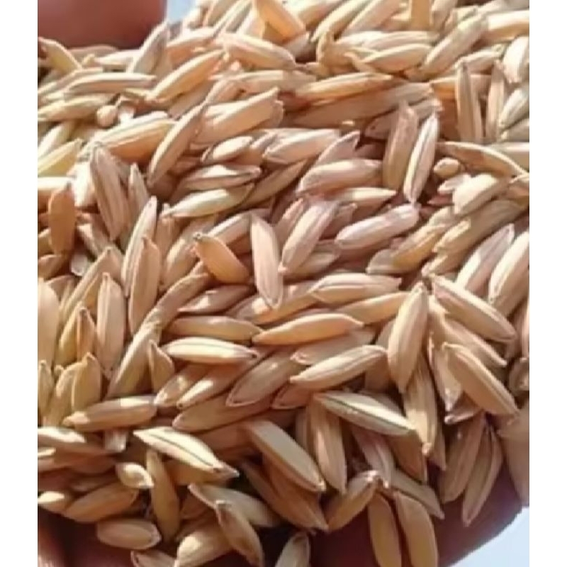 Jual Rice Seeds Super GOGO Kemasan 1 KG | Shopee Indonesia
