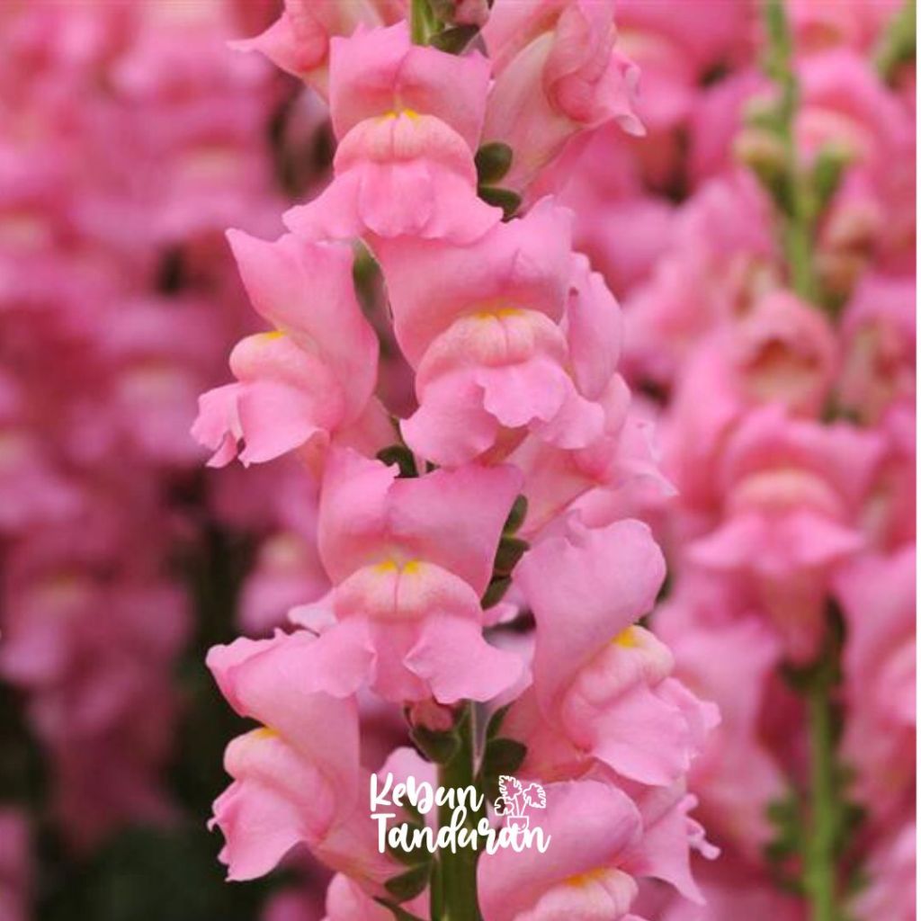 Jual Bibit Bunga Snapdragon Antirrhinum Tanaman Snapdragon Aneka Warna ...
