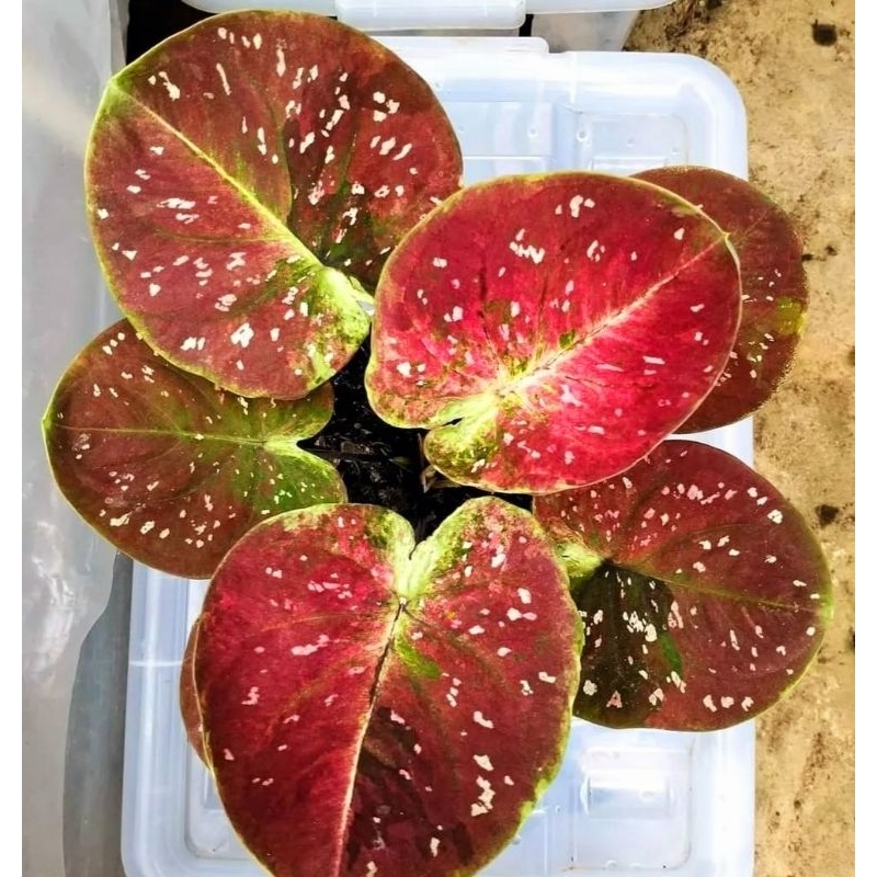 Jual ( BISA COD ) Caladium Ruby Siam Series Keladi Hias Ruby Siam ...