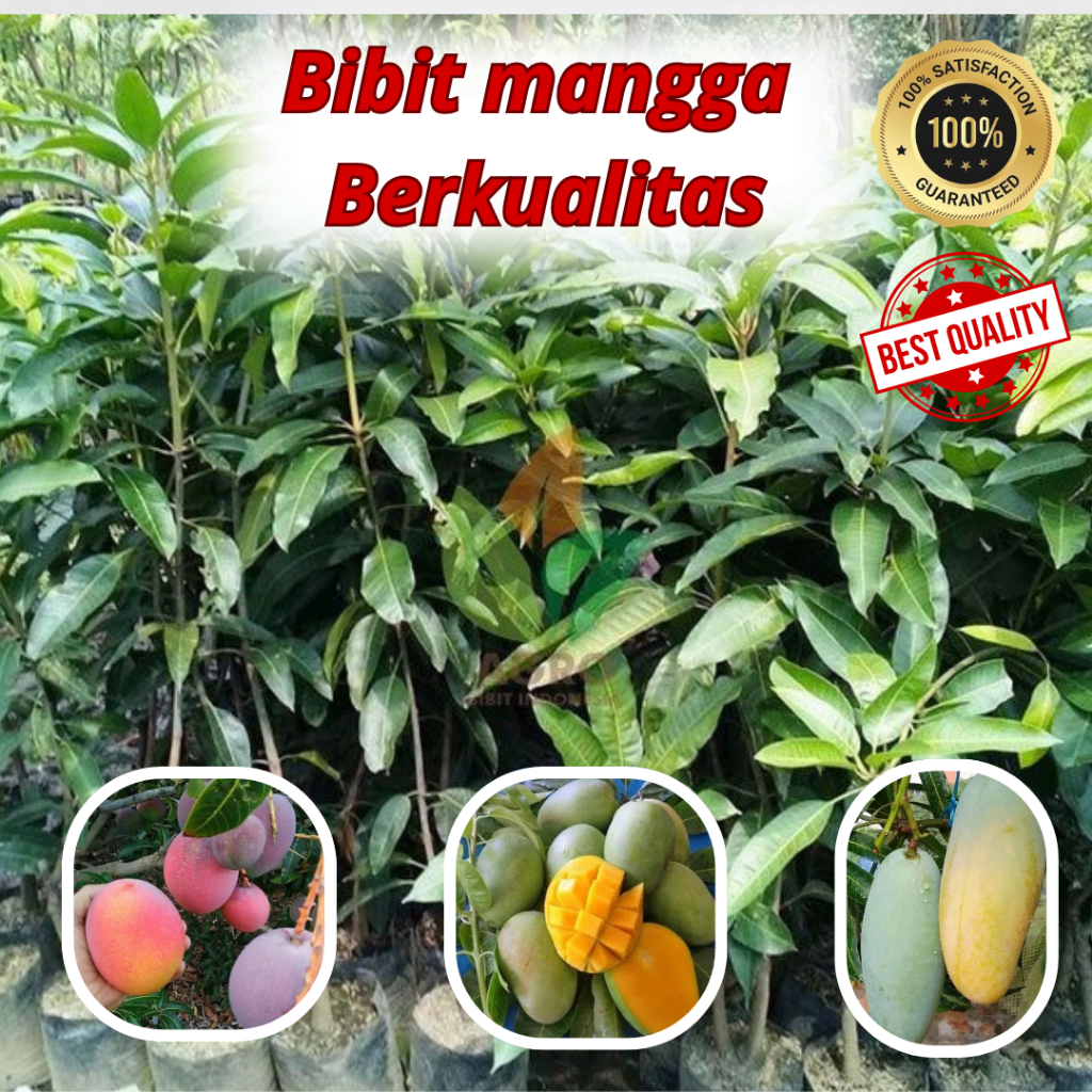 Bibit Mangga Bersertifikat / Lokmai / Kiojay / Tongdam / Irwin / Miyazaki / Mahatir / Harum Manis