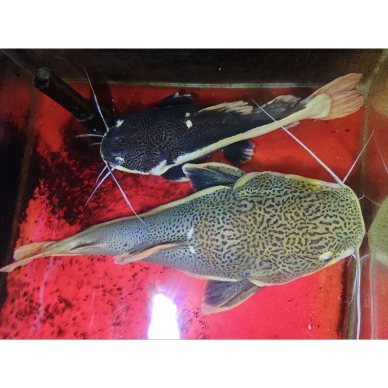 Jual ikan rtc red tail cat fish jumbo 30 cm ikan hias air tawar ...