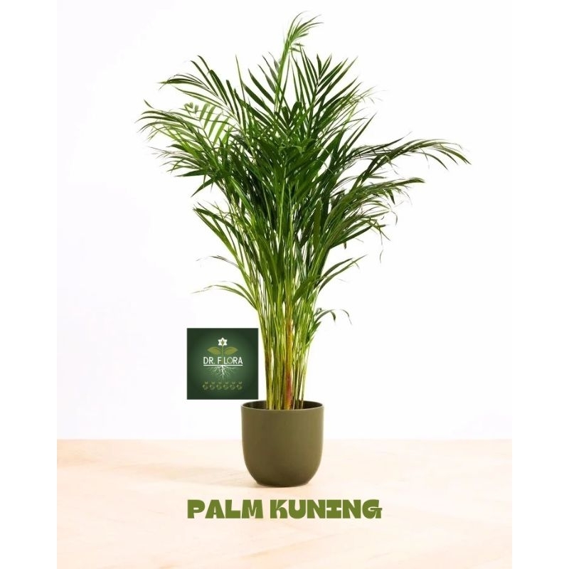 Jual (PROMO) pohon palm kuning rumpun tanaman hias palem kuning rumpun ...