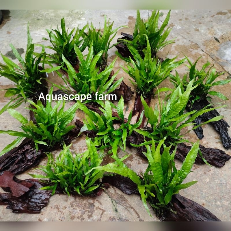 Jual kayu rentek java fern aquascape-aquarium paludarium | Shopee Indonesia
