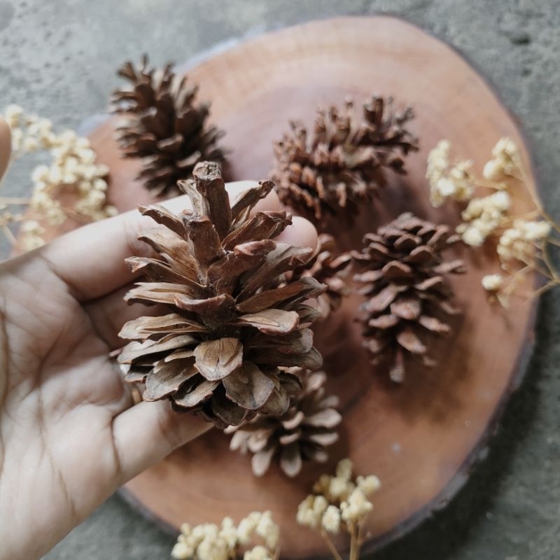 Jual Bunga pinus 500gram / 1/2 kg | Shopee Indonesia