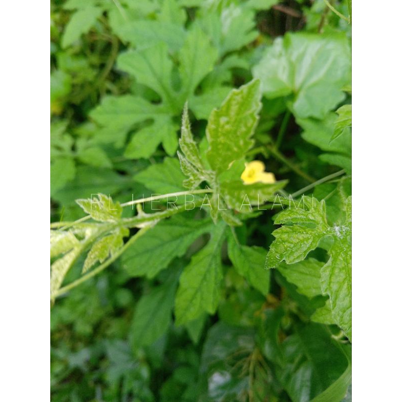 Jual Daun pare anting atau daun pare gengge pare hutan | Shopee Indonesia