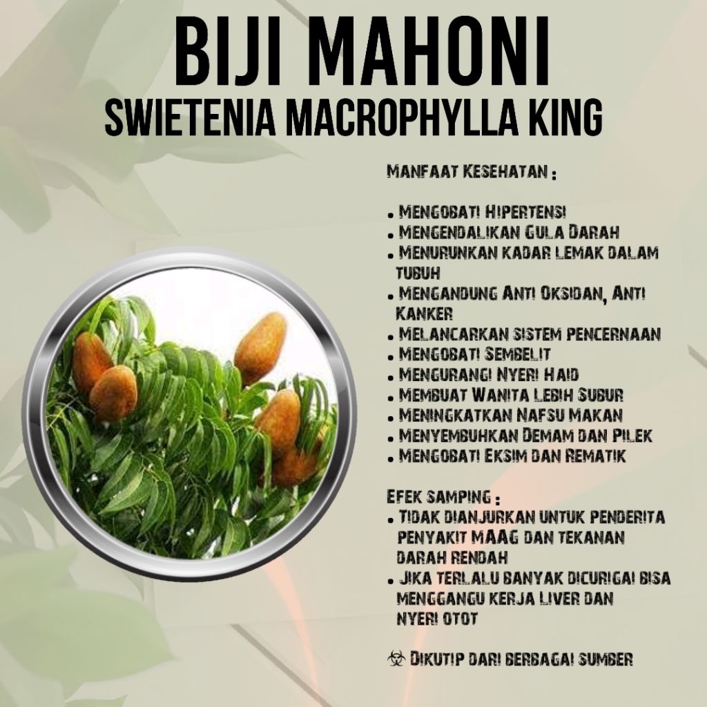 BIJI MAHONI 100/200/300 Kapsul Untuk Hipertensi, Diabetes, Kolestrol, Kanker, Sembelit, Eksim Dll
