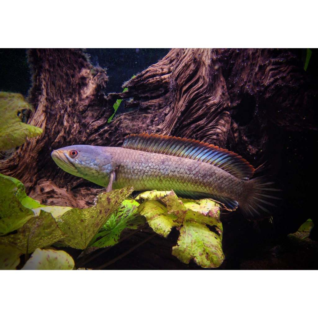 Jual Channa Limbata | Shopee Indonesia