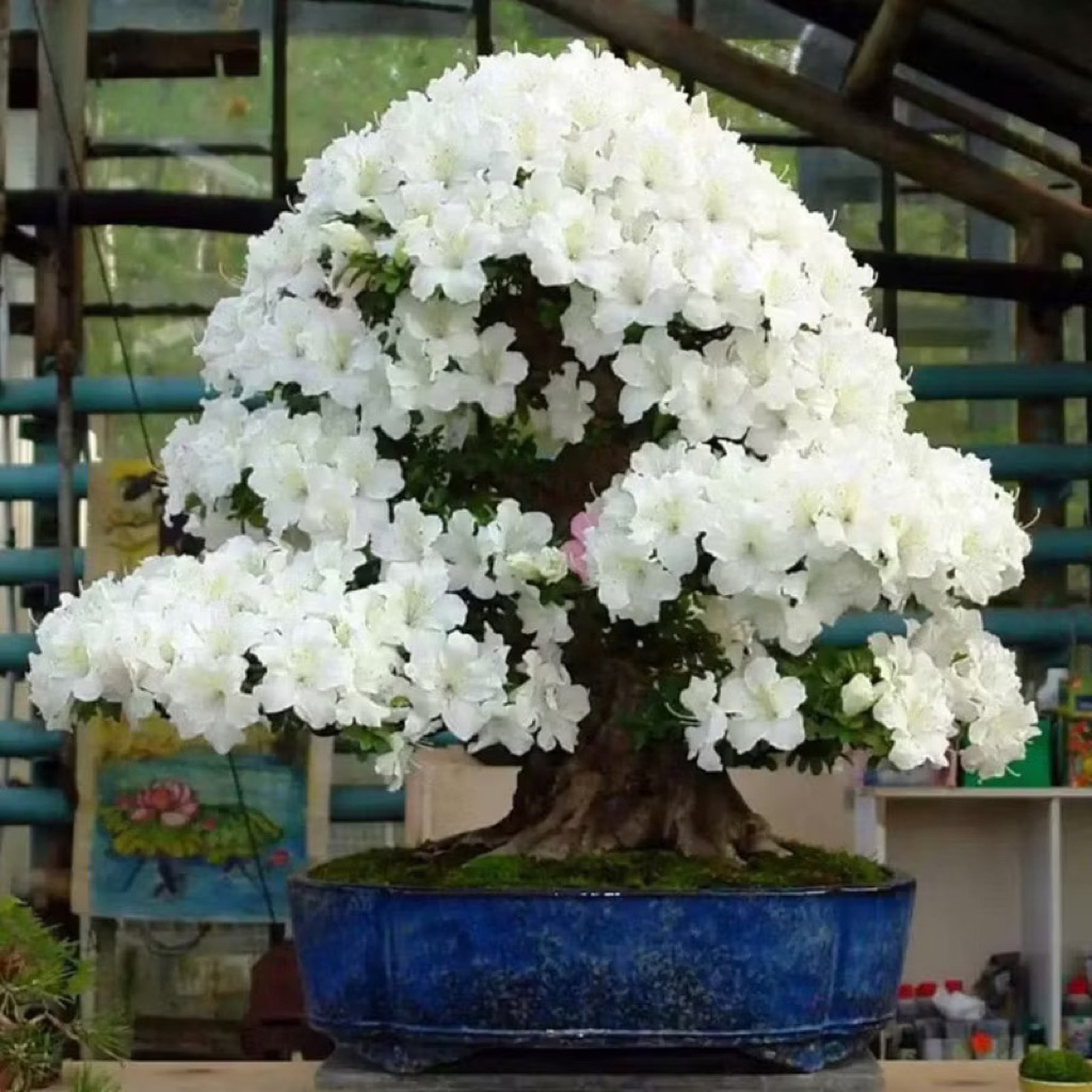 Jual ( RIMBUN ) Tanaman Hias Azalea Bunga Putih Salem Tanaman hias ...