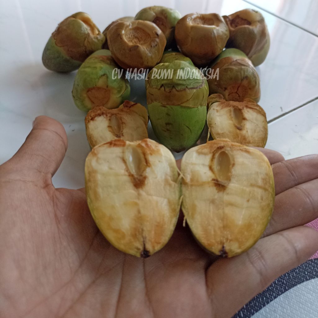 Jual Tembuluk buah kelapa kecil segar Beluluk kelapa pentil buruluk ...