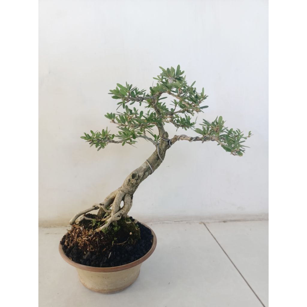 Jual bonsai jadi Saeng simbur vietnam(sesuai foto) | Shopee Indonesia