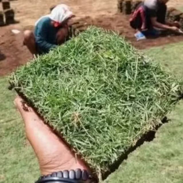 Jual KEBUN.MUKLIS - Rumput Jepang 10 Lembar Rumput Jepang Peking ...