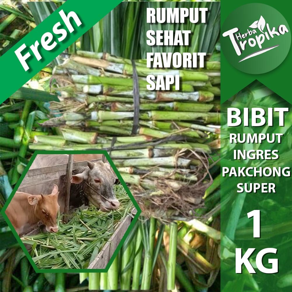 Jual Bibit tanaman Rumput Ingres / Pakchong Hijau Pakan Sapi 1 kg toko ...