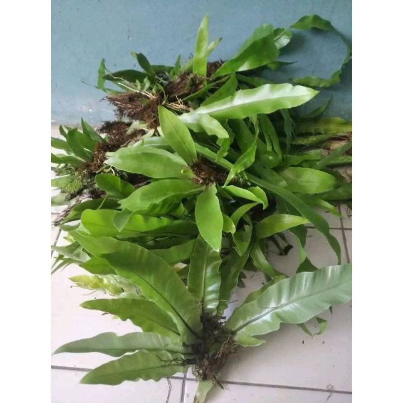Jual kadaka mini /kadaka hias /kadaka hutan sarang burung /kadaka super ...