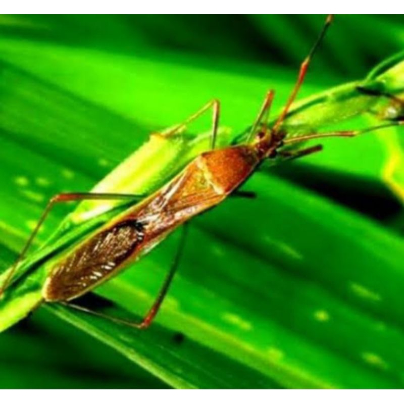 Jual Insektisida POSTRIN 500/50 EC Racun kontak, lambung, pernapasan ...