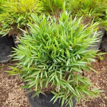 Jual Tanaman Pohon Bambu Mini / Bambu Mikro / Bambu Micro / Micro ...