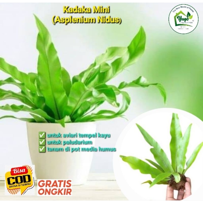 Jual kadaka mini pakis simbar Tanaman Hias Kadaka Mini (Asplenium Nidus ...
