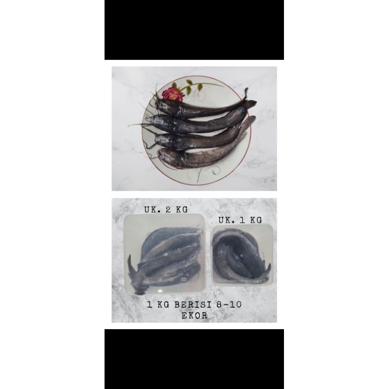 Jual lele siap packing siap konsumsi | Shopee Indonesia