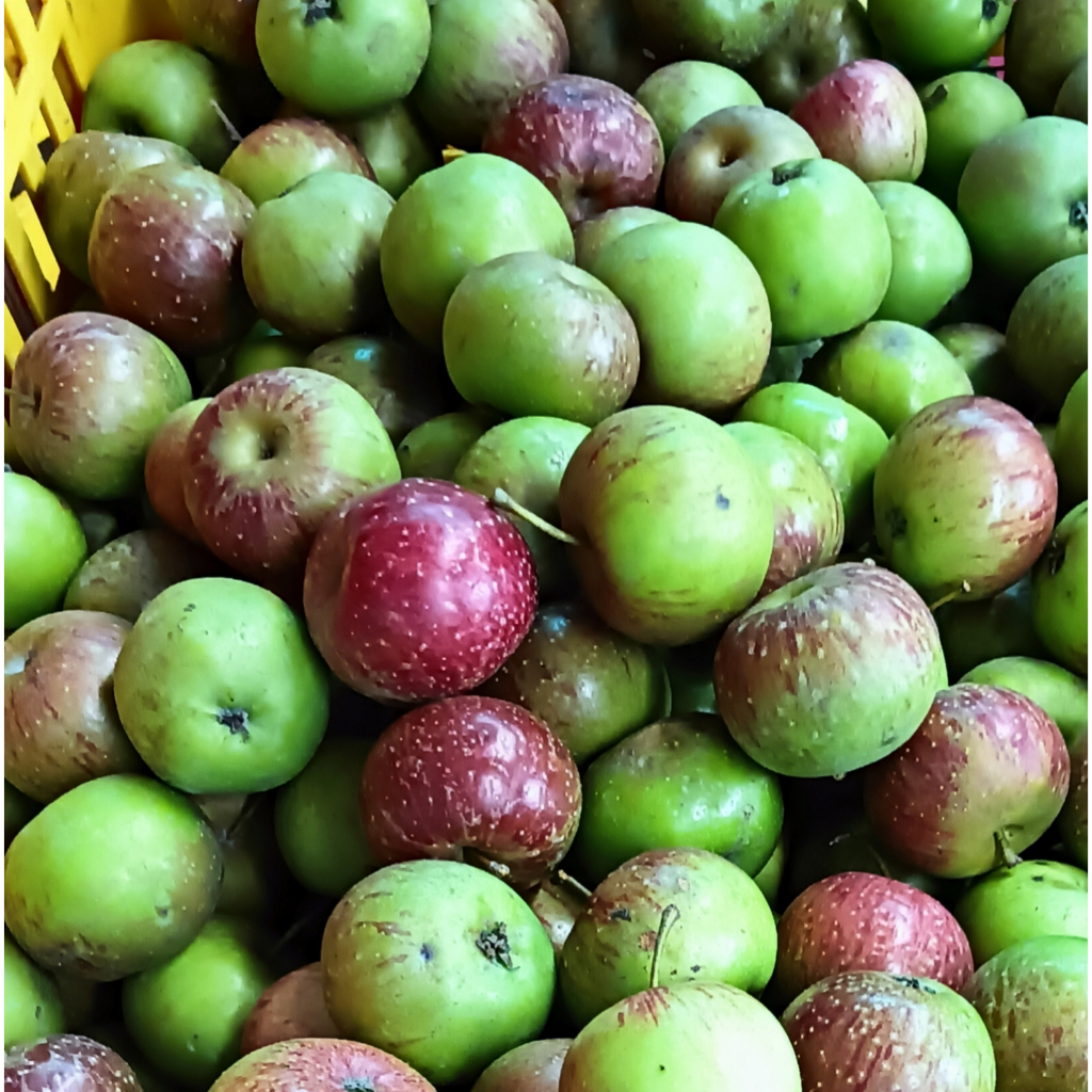 Jual Apel Romebeauty Cherry (1kg) isi 25-30 buah /Apel Malang Fresh ...