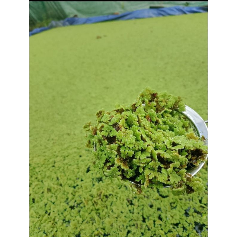 Jual azolla azola [1kg bergaransi] azzola azzolla pakan alternatif ...