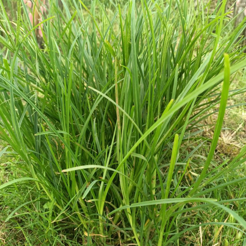 Jual Rumput Belulang / Jampang / Jagoan Fresh Herbal Alami | Shopee ...