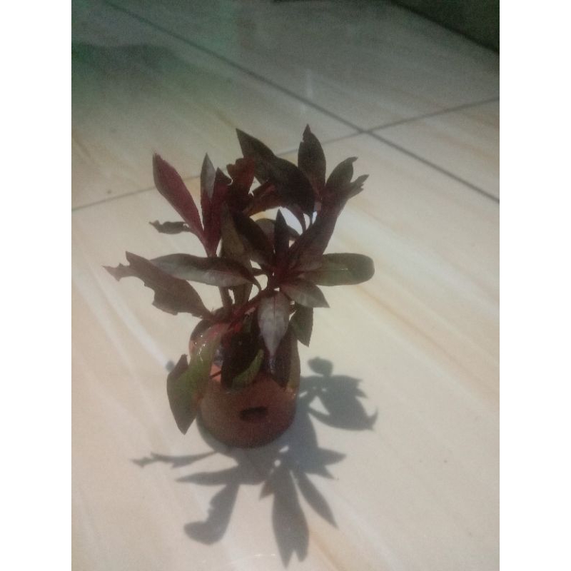 Jual Taneman AQUARIUM ati red pot | Shopee Indonesia