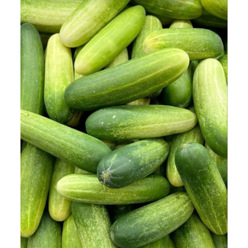 Jual timun segar 1.kg | Shopee Indonesia
