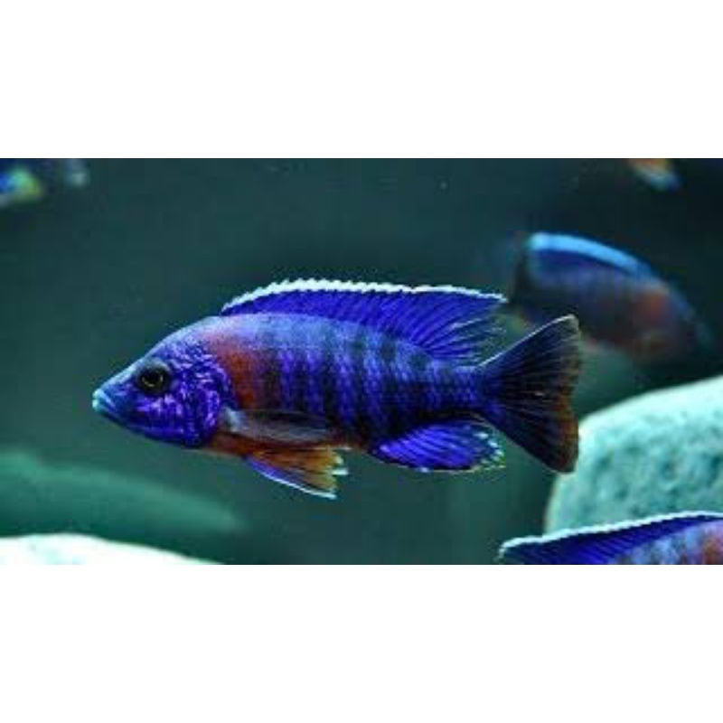 Jual Dekorasi CICHLID RED FLUSH Hiasan Aquarium (KHUSUS INSTAN ...