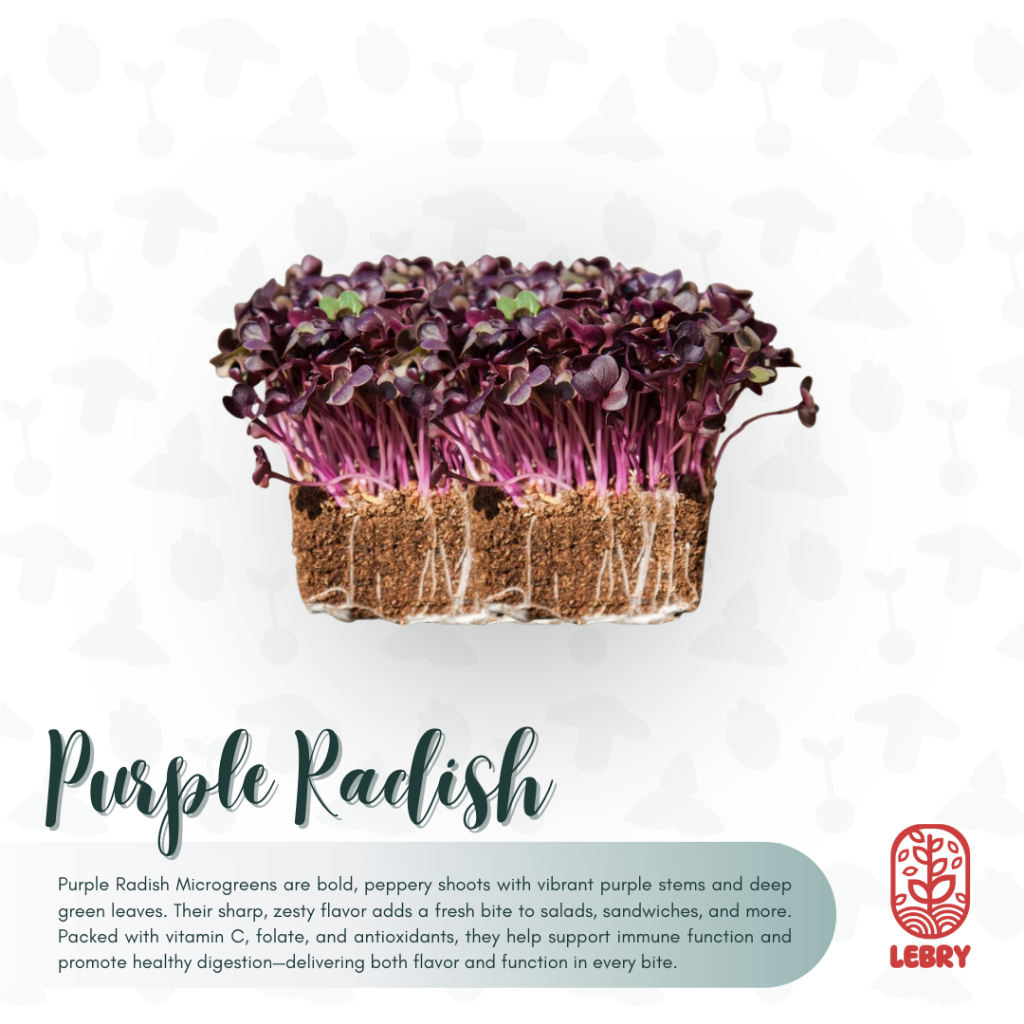 Jual Lebry Microgreen - Purple Radish (25/50 Grams) | Shopee Indonesia