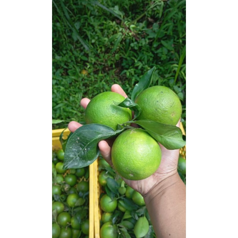 Jual jeruk baby java | Shopee Indonesia