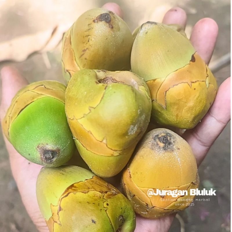 Jual Beluluk Pentil Kelapa Muda Kecil Fresh Tembuluk Obat Herbal ...