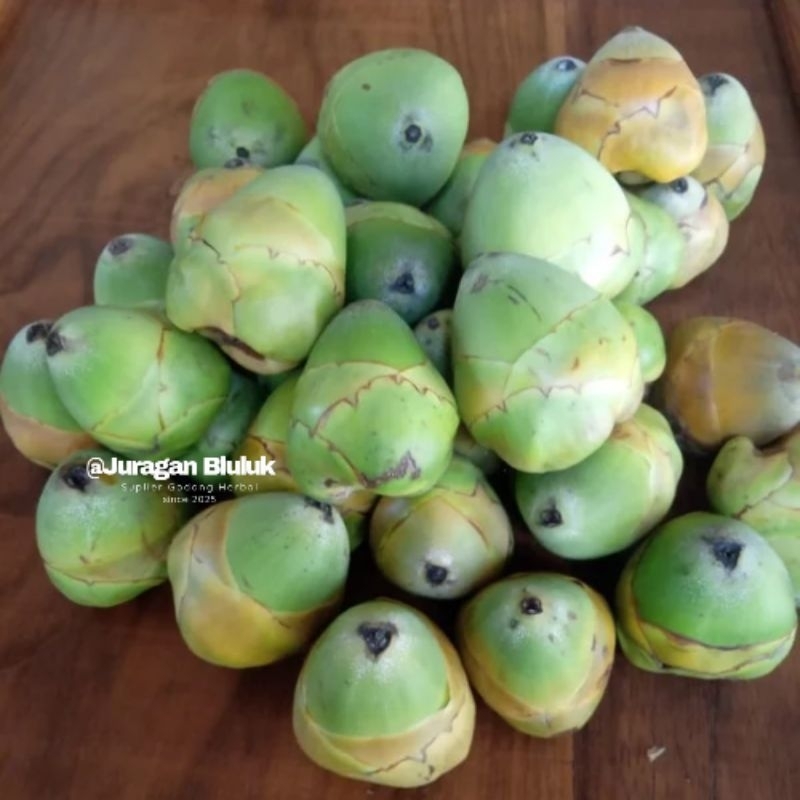 Jual Beluluk Pentil Kelapa Muda Kecil Fresh Tembuluk Obat Herbal ...