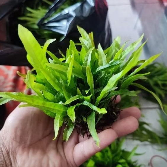 Jual Kadaka mini aquascape tanaman aquascape. | Shopee Indonesia