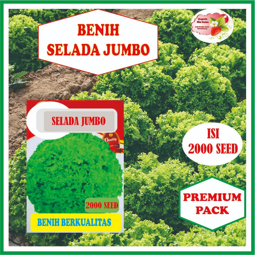 BENIH SELADA JUMBO ISI 2000 BIJI