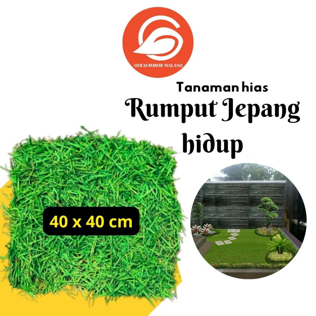 Jual GERAI SUBUR MALANG - Rumput Jepang hidup | 40x40 cm | rumput hias ...