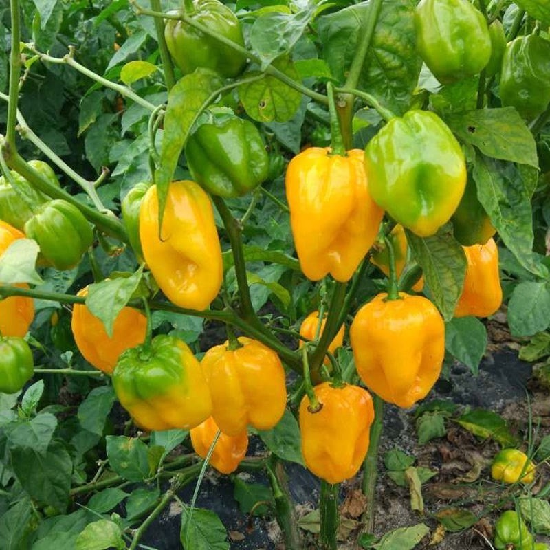 Jual 50 biji Bibit Cabai Setan Kuning (Pedes Ekstrim/Buah Lebat/Hiasan ...