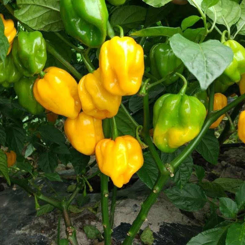 Jual 50 biji Bibit Cabai Setan Kuning (Pedes Ekstrim/Buah Lebat/Hiasan ...