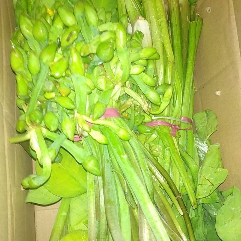 Jual Sayur Genjer Terlengkap & Harga Terbaru Juli 2026 | Shopee Indonesia