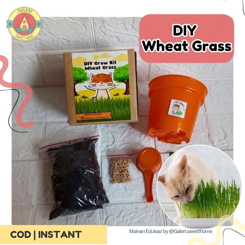 Berkebun Bertanam DIY Rumput Kucing Paket Siap Tanam Wheat Grass