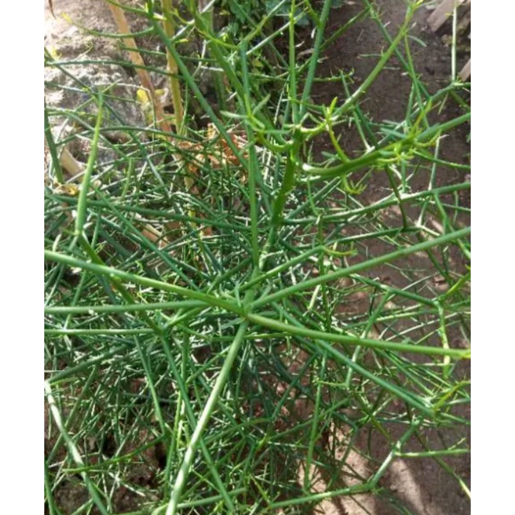 Jual bibit tanaman patah tulang / tikel balung | Shopee Indonesia