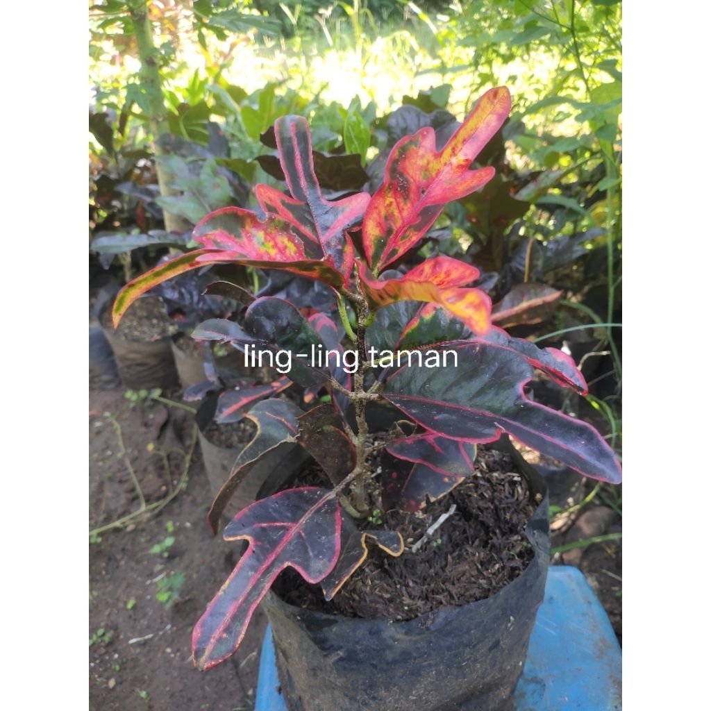 Jual LING-LING TAMAN - tanaman hias puring z | Shopee Indonesia