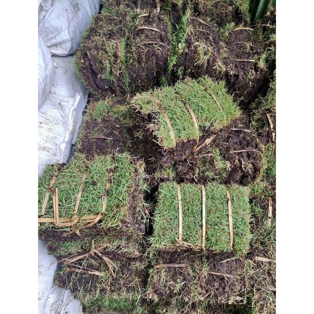 Jual Kebun hemat-paket 10 lembar rumput jepang/peking hidup | Shopee ...