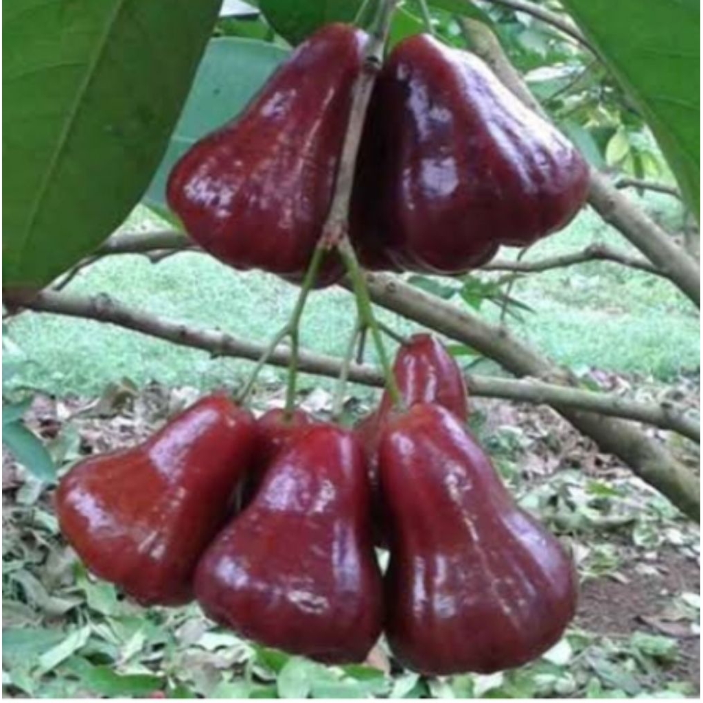 Jual cangkok batang besar/rimbun Jambu MH | Shopee Indonesia