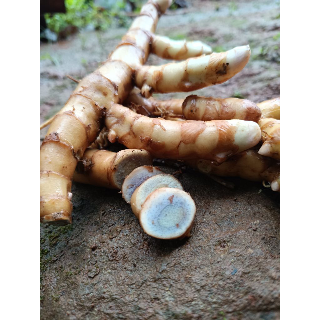 Jual Kunyit hitam/temu ireng 1kg | Shopee Indonesia