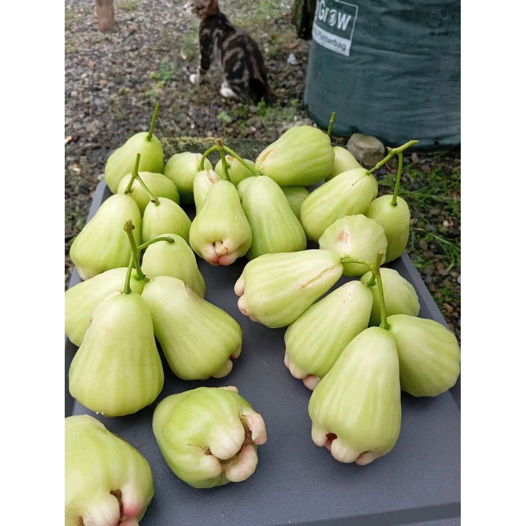 Jual cangkok jambu lilin hijau batang besar | Shopee Indonesia