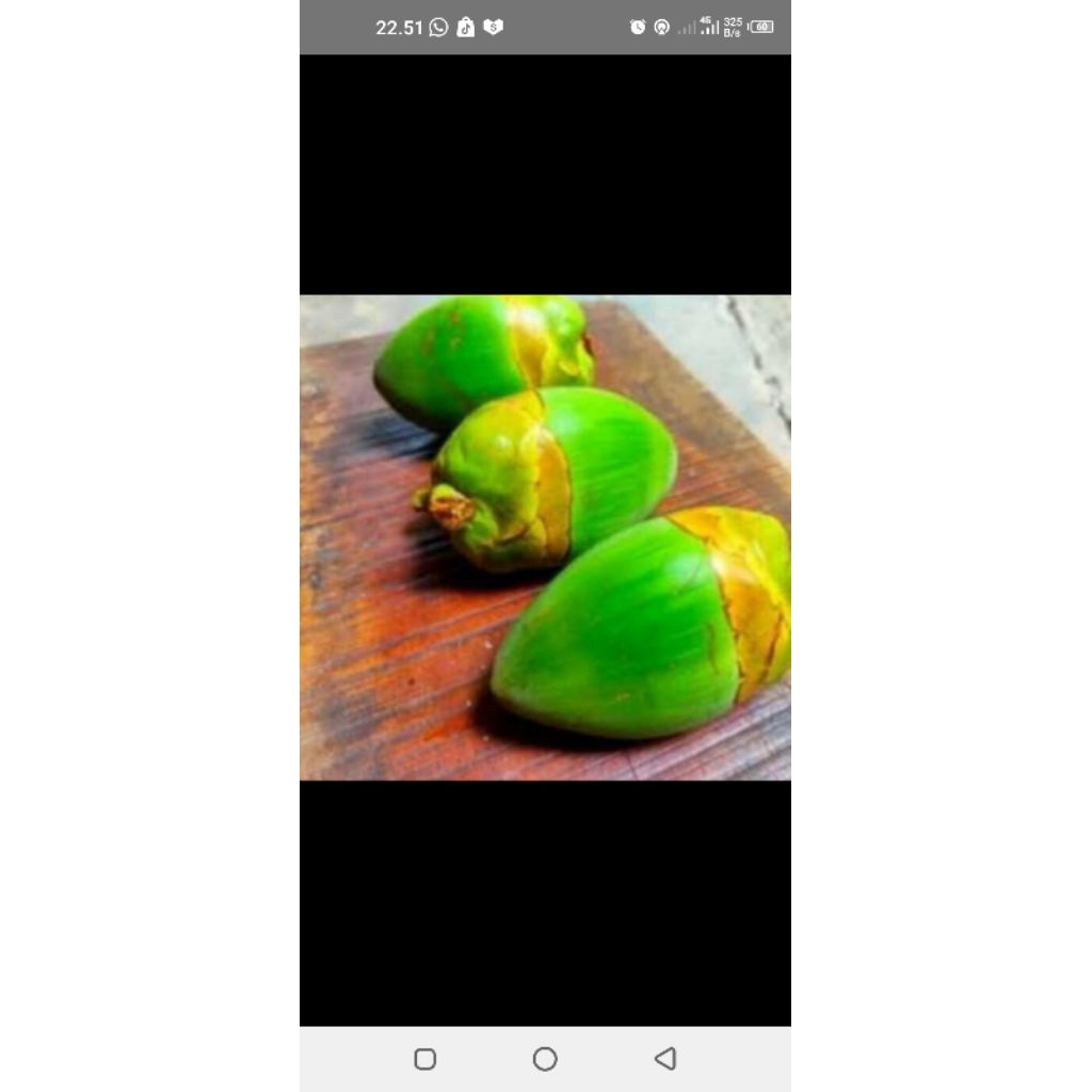 Jual beluluk kelapa tembuluk kelapa pentil kelapa obat herbal | Shopee ...