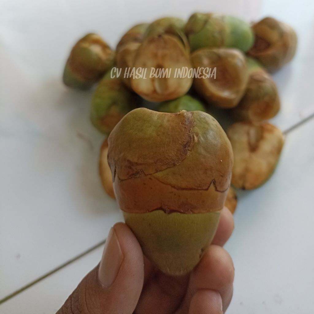 Jual Tembuluk buah kelapa kecil segar Beluluk kelapa pentil buruluk ...