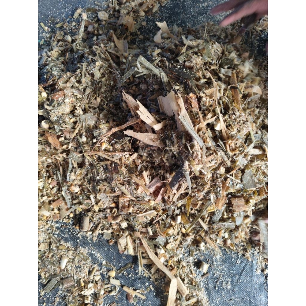 Jual TERSEDIA - RUMPUT ODOT SUPER | SILASE MIX | RUMPUT BIOVITAS ...