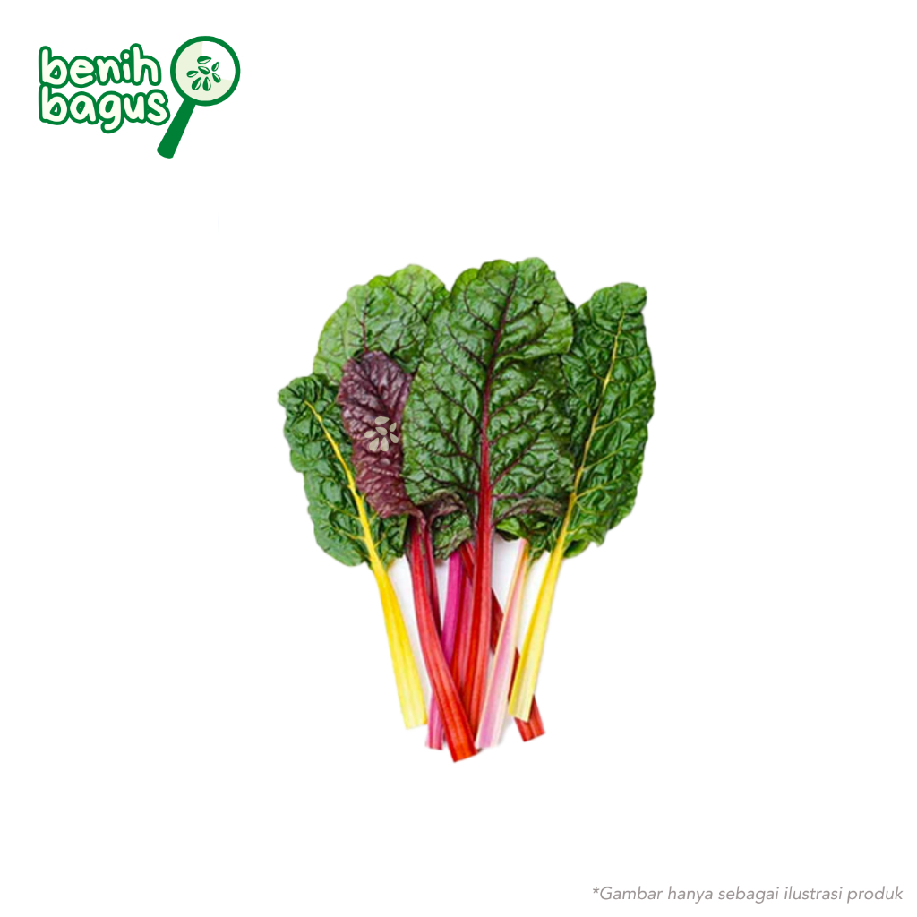 5 Biji - Benih Swiss Chard RAINBOW sayuran kaya gizi